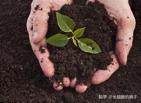 神土|息壤（传说中的土壤）